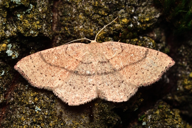 Cyclophora ruficiliaria - vörösrojtú pettyesaraszoló