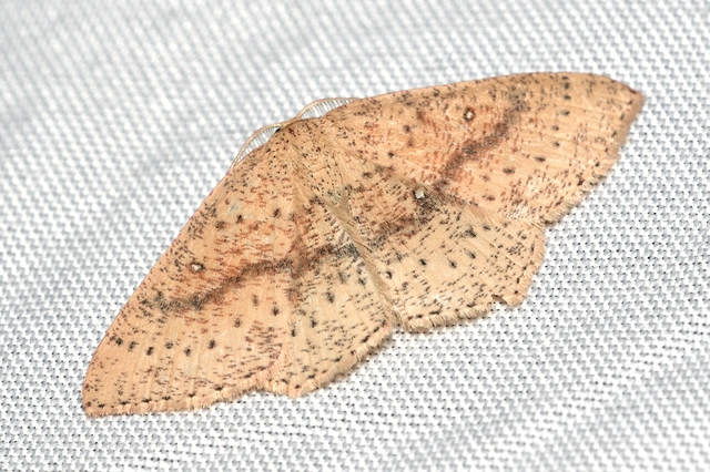 Cyclophora porata - körös pettyesaraszoló