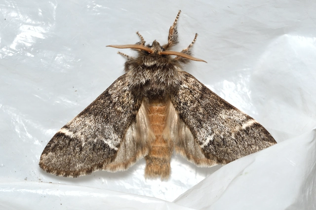 Drymonia dodonea - bélyeges púposszövő