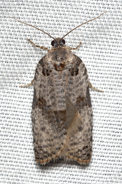Pseudeulia asinana - korai sodrómoly