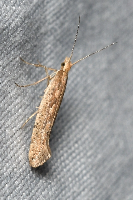 Plutella xylostella - káposztamoly