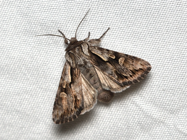 Chloantha hyperici - orbáncfű-sugarasbagoly