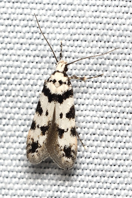 Pseudotelphusa scalella - moharágó sarlósmoly