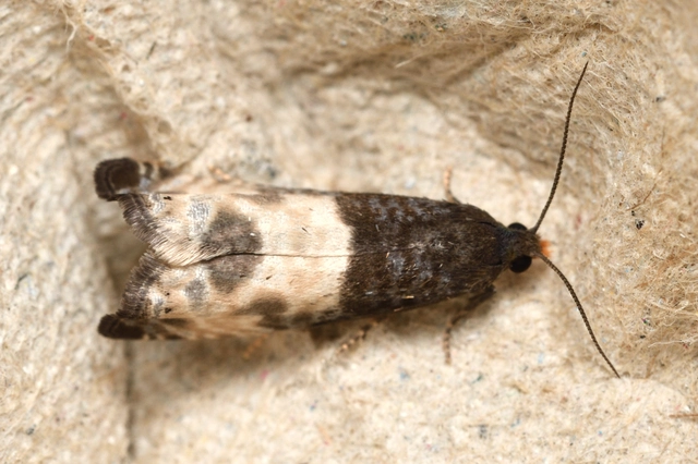 Notocelia cynosbatella - rózsahajtás-tükrösmoly