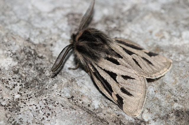 Ocnogyna parasita - csonkaszárnyú medvelepke
