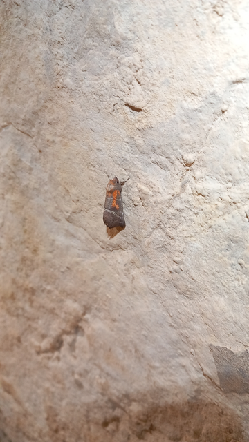 Scoliopteryx libatrix - vörös csipkésbagoly