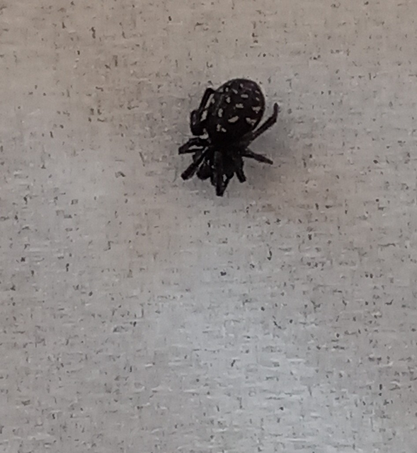Steatoda albomaculata - koszorús törpepók