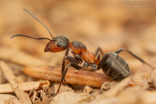 Formica pratensis - réti vöröshangya