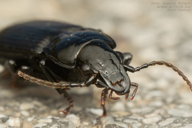 Pterostichus melanarius - közönséges gyászfutó