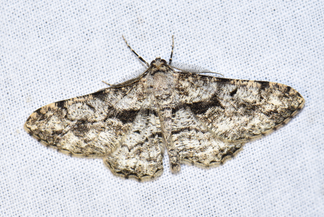 Peribatodes umbraria - fagyal-faaraszoló