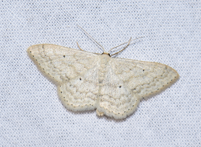 Scopula incanata - hamvas sávosaraszoló
