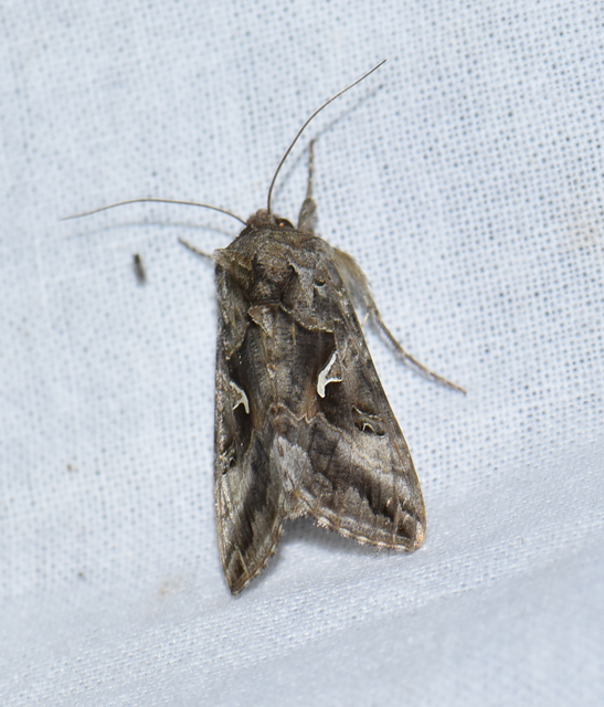 Autographa gamma - gammalepke