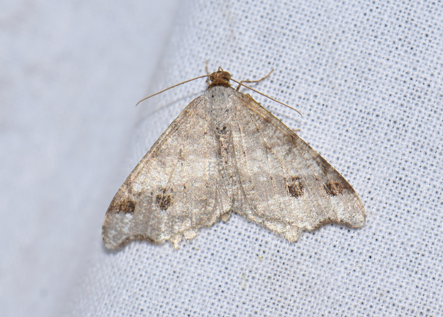 Macaria alternata - közönséges szürkearaszoló