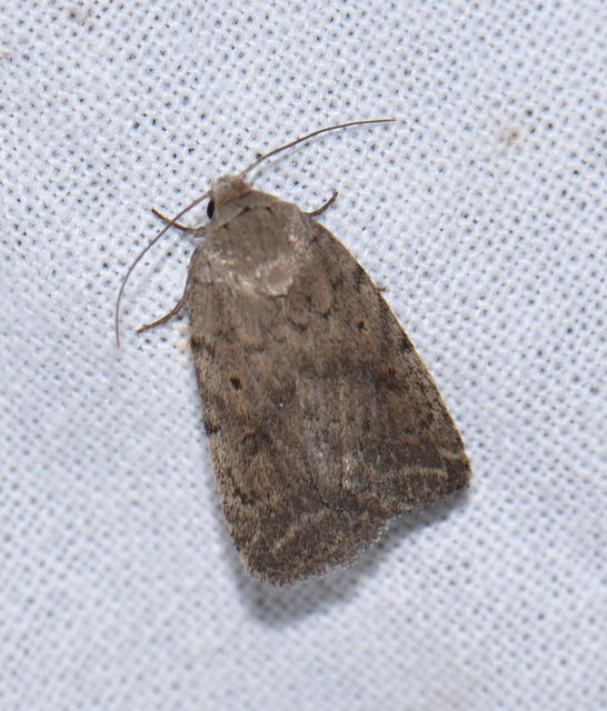 Athetis gluteosa - nyugtalan lápibagoly