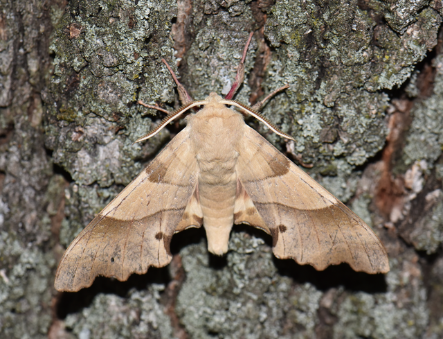 Marumba quercus - tölgyfaszender