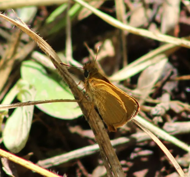 Thymelicus acteon - csíkos busalepke