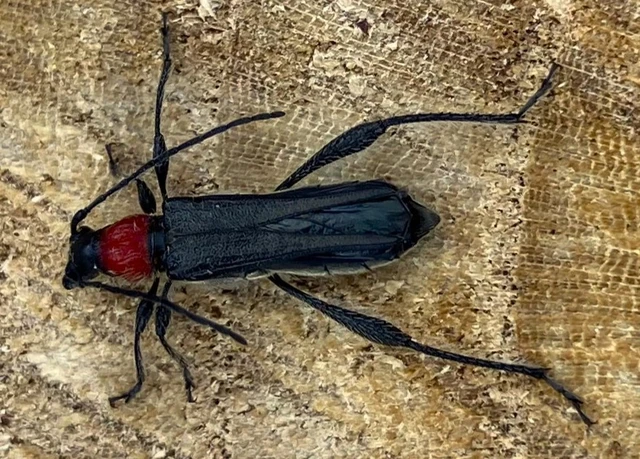 Callimoxys gracilis - frakkos cincér