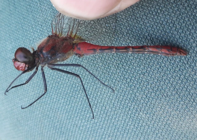 Sympetrum sanguineum - vörös katona-szitakötő