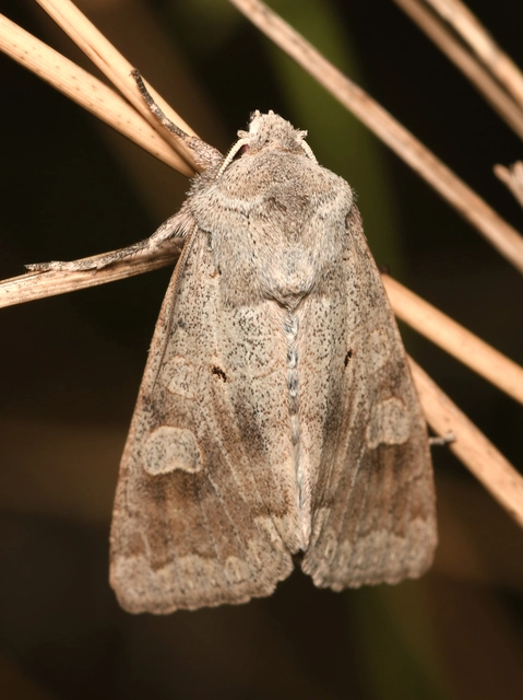 Ammoconia caecimacula - szürke őszibagoly