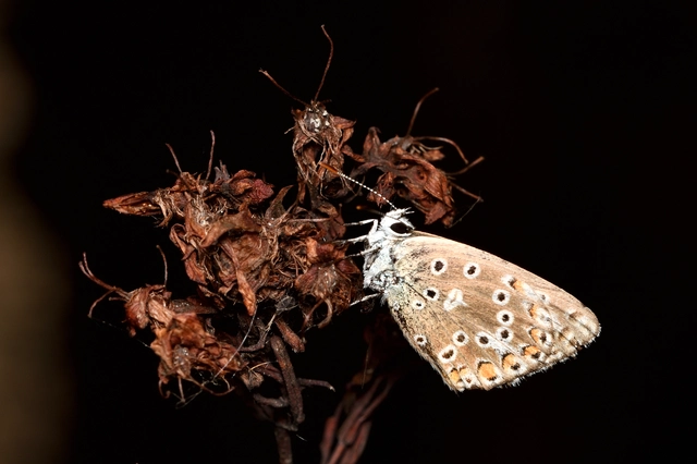 Polyommatus bellargus - égszínű boglárka