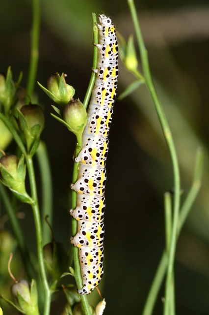 Calophasia