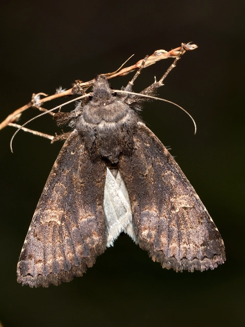 Aporophyla lutulenta - sziki őszibagoly