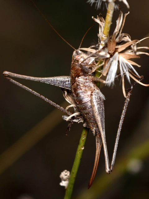 Rhacocleis germanica - német szöcske