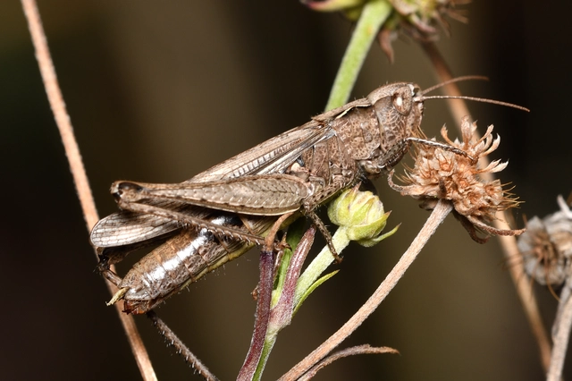Chorthippus