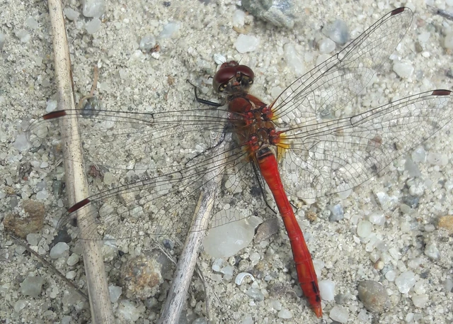 Sympetrum sanguineum - vörös katona-szitakötő