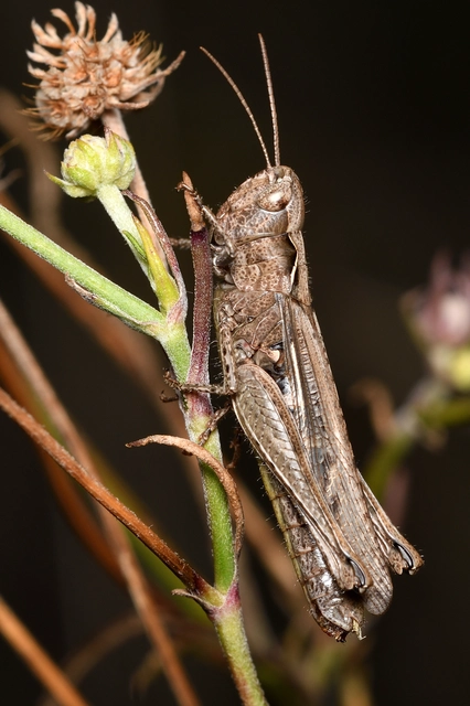 Chorthippus (Glyptobothrus) (subgenus) Chorthippus (Glyptobothrus) (subgenus)