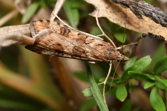 Nomophila noctuella - közönséges vándormoly