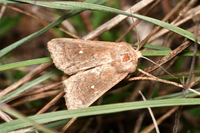 Mythimna albipuncta - fehérpettyes rétibagoly