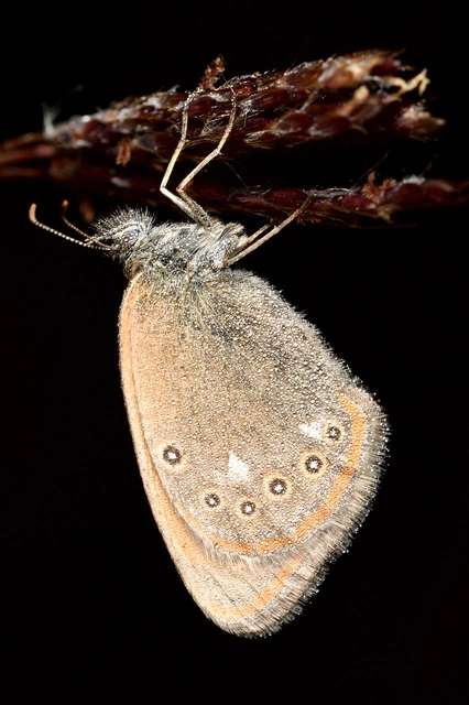 Coenonympha glycerion - közönséges szénalepke