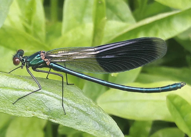 Calopteryx splendens - sávos szitakötő