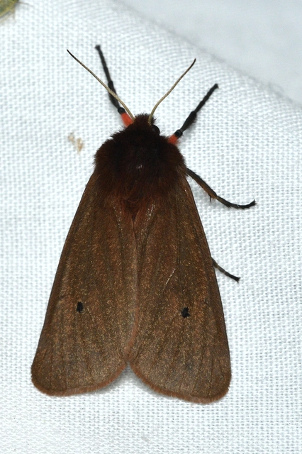 Phragmatobia fuliginosa - füstös medvelepke
