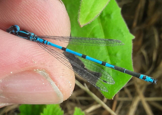 Coenagrion puella - azúrkék légivadász