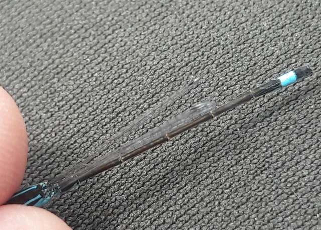 Ischnura elegans pontica - kéköves légivadász