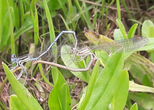 Platycnemis pennipes - széleslábú szitakötő