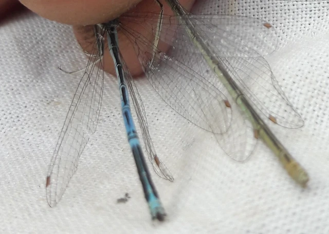 Platycnemis pennipes - széleslábú szitakötő