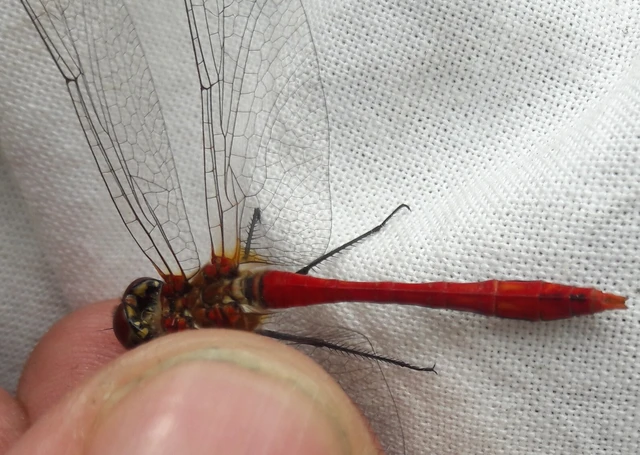 Sympetrum sanguineum - vörös katona-szitakötő