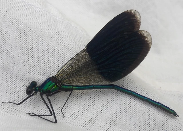 Calopteryx splendens - sávos szitakötő