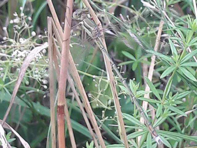 Lestes barbarus - foltosszárnyjegyű rablószitakötő