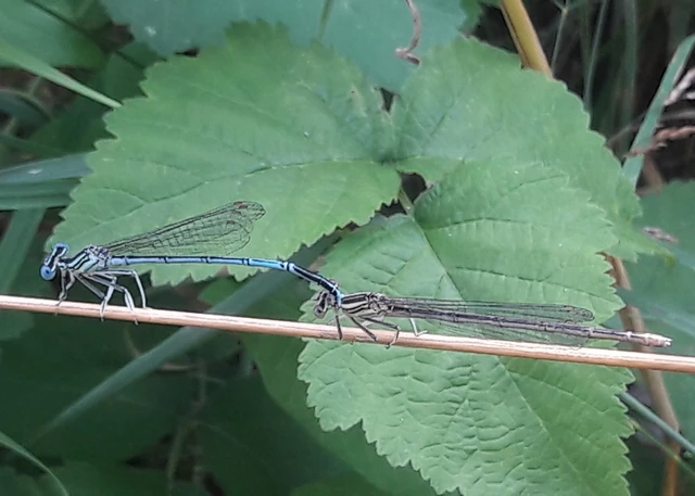 Platycnemis pennipes - széleslábú szitakötő
