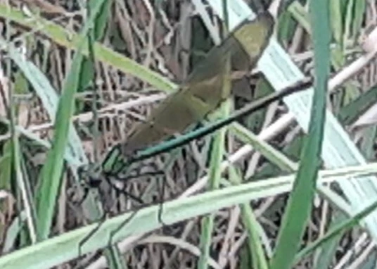 Calopteryx splendens - sávos szitakötő