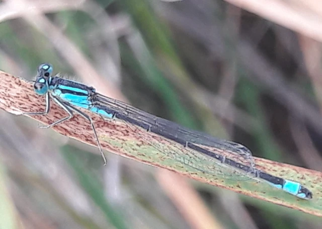 Ischnura elegans pontica - kéköves légivadász