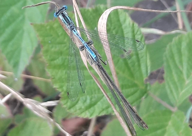 Platycnemis pennipes - széleslábú szitakötő