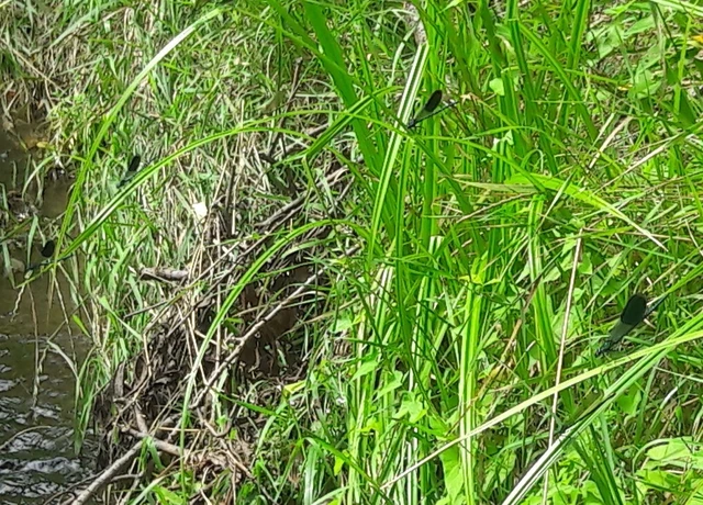 Calopteryx splendens - sávos szitakötő