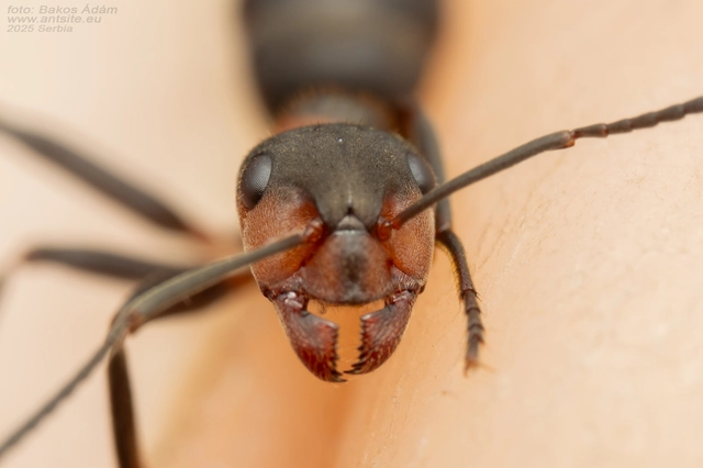 Formica pratensis - réti vöröshangya
