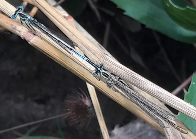 Platycnemis pennipes - széleslábú szitakötő