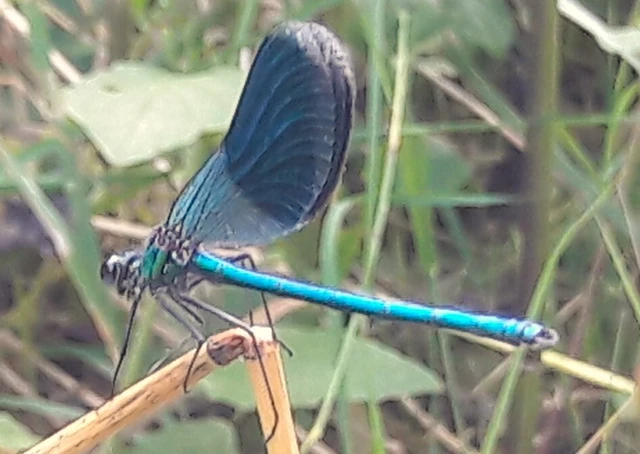 Calopteryx splendens - sávos szitakötő